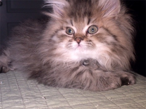 New Kitten